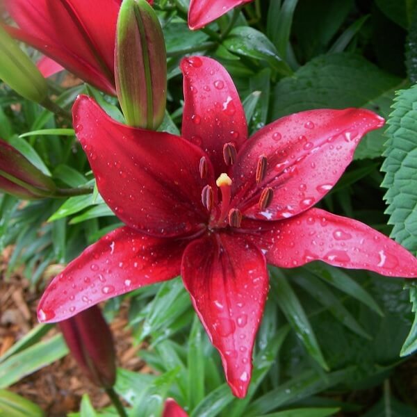 Monado Asiatic Lily (Dark Pink) - Bulbs (set of 5) - KS GARDEN NURSERY