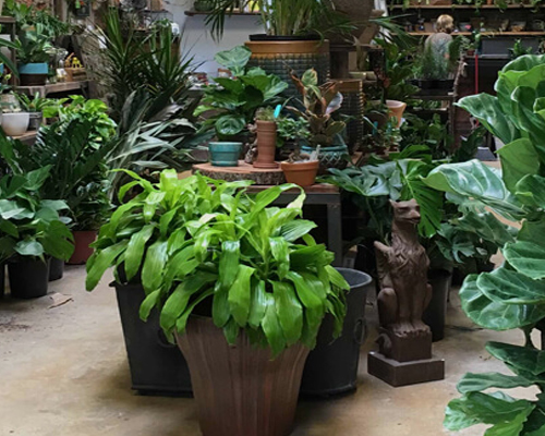 Wholesale Plant Nursery In Chennai